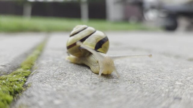 shell on the sand