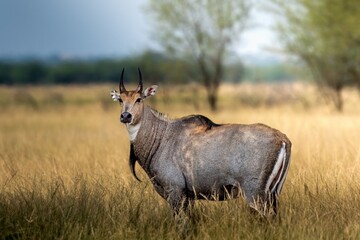 he nilgai is the largest antelope in Asia. It is ubiquitous across the northern Indian subcontinent. It is the sole living member of the genus Boselaphus, which was first scientifically described. © Rahul