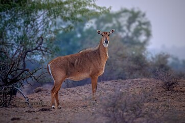 he nilgai is the largest antelope in Asia. It is ubiquitous across the northern Indian subcontinent. It is the sole living member of the genus Boselaphus, which was first scientifically described. © Rahul