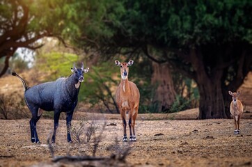 he nilgai is the largest antelope in Asia. It is ubiquitous across the northern Indian subcontinent. It is the sole living member of the genus Boselaphus, which was first scientifically described. © Rahul