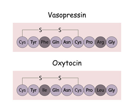 Structures of vasopressin (antidiuretic hormone) and oxytocin