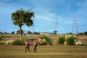 he nilgai is the largest antelope in Asia. It is ubiquitous across the northern Indian subcontinent. It is the sole living member of the genus Boselaphus, which was first scientifically described. © Rahul