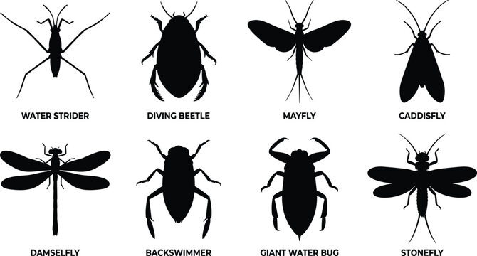 Aquatic Insect Silhouette Collection Set with Dragonfly Mayfly Beetle and Water Bug Species