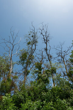 Witches' brooms growing in dead and dying Black locust trees