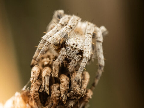 Ara&ntilde;a posada en una flor seca esperando una presa
