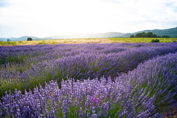 Fototapeta premium Lavender fields in southern Spain