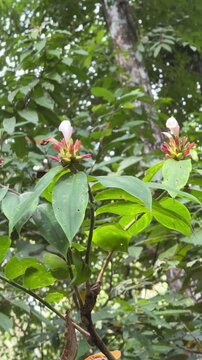 Tropical Costus flower blooming in lush green rainforest foliage