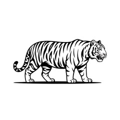 Obraz premium Tiger walking side view black and white line art illustration isolated on white background