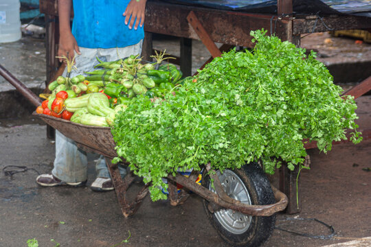 Carrinho de m&atilde;o carregado com ma&ccedil;os de coentro fresco em feira livre no Nordeste do Brasil, cercado por legumes e hortali&ccedil;as. Cena do com&eacute;rcio popular, agricultura familiar e alimentos naturais.
