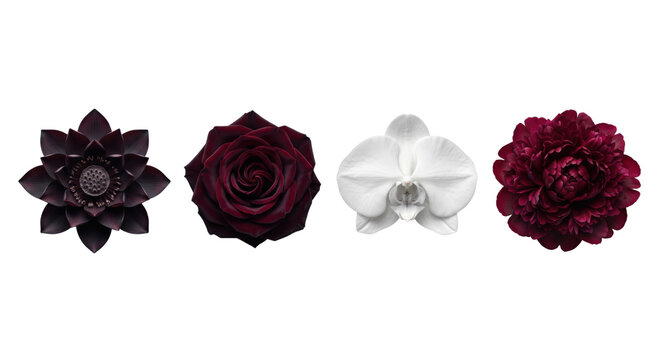 Collection of dark and white floral blossoms isolated
