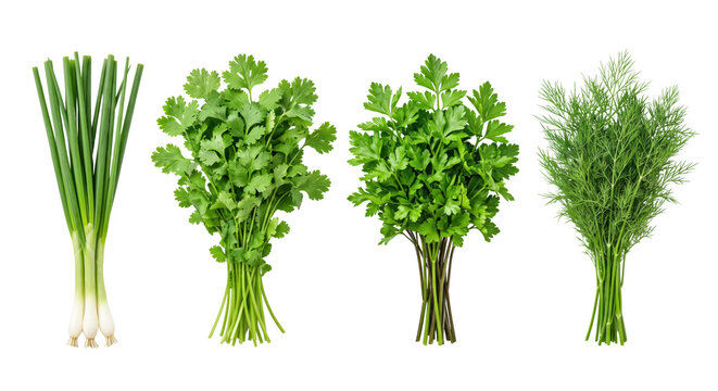 Fresh herbs and green vegetables isolated set