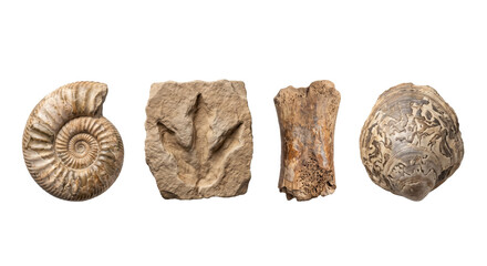 Collection of prehistoric fossils and ammonites isolated © PNG Lab