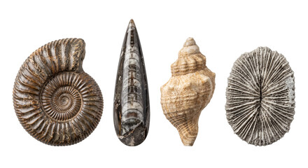 Collection of ancient marine fossils isolated © PNG Lab