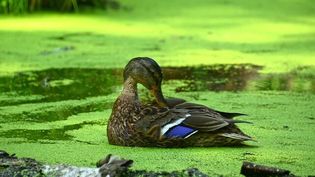Mallard duck preening on duckweed covered pond near shoreline