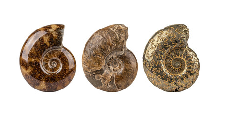 Collection of polished spiral ammonite fossils isolated © PNG Lab
