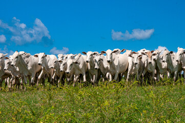 Obraz premium Rebanho de gado Nelore reunido em pastagem sob céu azul no interior de Pernambuco, destacando a força da pecuária brasileira e a paisagem típica do meio rural.