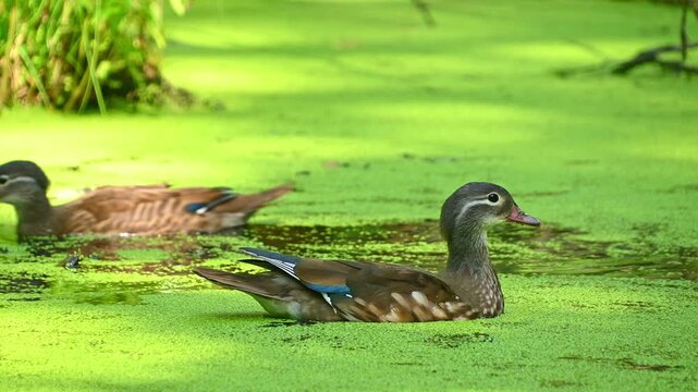 Female Mandarin duck swimming through green duckweed covered pond