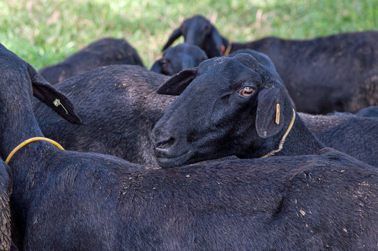 Rebanho de ovinos de pelagem preta em &aacute;rea de pastagem, destacando a cria&ccedil;&atilde;o de animais, a pecu&aacute;ria e a produ&ccedil;&atilde;o rural no campo brasileiro.