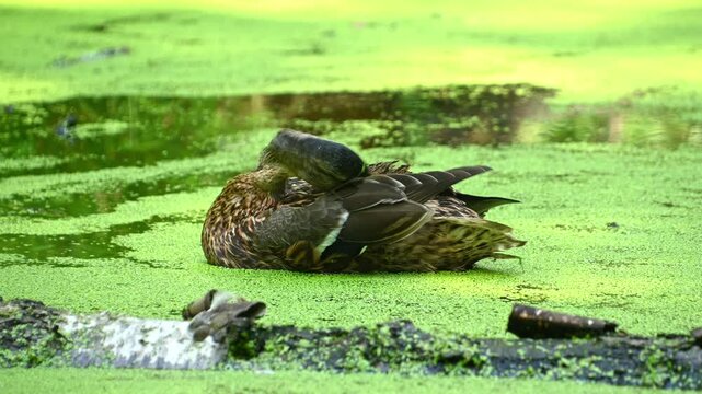 Female mallard preening and dipping head in duckweed pond