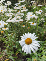Fototapeta premium Close-up of a blooming white daisy in a wild summer meadow with green grass, selective focus and natural bokeh, perfect for botanical and nature concepts.