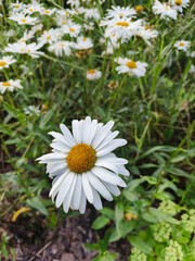 Obraz premium Close-up of a blooming white daisy in a wild summer meadow with green grass, selective focus and natural bokeh, perfect for botanical and nature concepts.