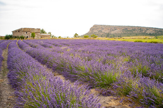 Lavender fields in southern Spain