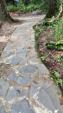 Rustic Stone Path with Dry Leaves in Forest Park