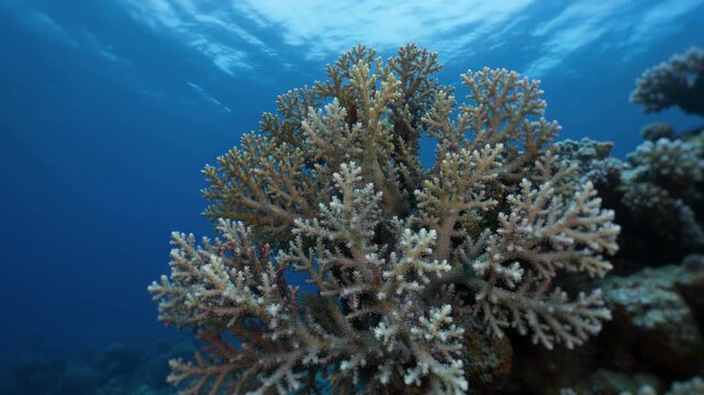 Time lapse of colorful coral bleaching white underwater