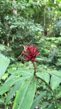 Red tropical ginger flower blooming in lush rainforest jungle
