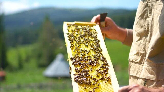 A cinematic wide shot with a camera zooming in close to a fresh honeycomb frame and then moving backward to reveal two focused beekeepers at a mountain apiary. 
