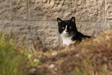 A Curious Alley Cat © Moshe Einhorn