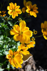 Obraz premium Yellow Bidens Flowers