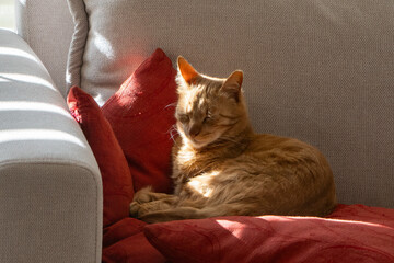 A Ginger Cat on a Sofa © Moshe Einhorn