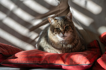 A Tabby Cat on a Sofa © Moshe Einhorn