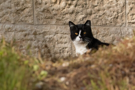 A Curious Alley Cat
