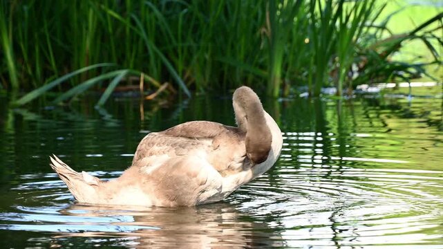 Juvenile swan preening on reed bordered pond in morning light
