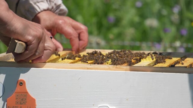 A cinematic close-up shot of a beekeeper's hands using a metal hive tool to lift and manage wooden honeycomb frames inside a white beehive box.