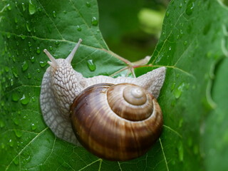 A snail rests on a wet green leaf. © Robert