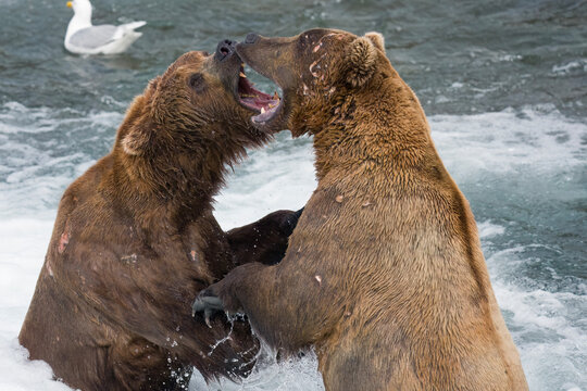 Brown Bears 138 & 99 fighting for positioning in Brooks River,  Alaska