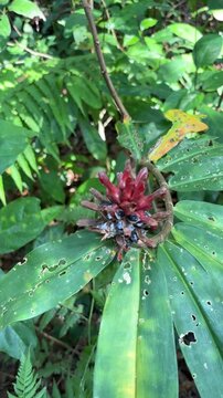 Wild red spiral ginger flower with seeds in tropical forest