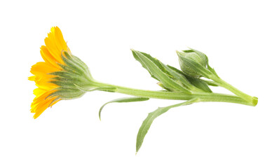 Fototapeta premium One bright calendula flower isolated on white, top view