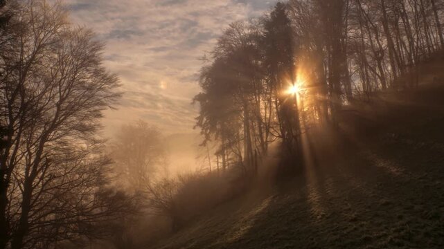 Sunbeams pierce through misty trees on a grassy hillside at sunrise.