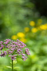 Obraz premium Close-up macro of a pink valerian wildflower blooming against a softly blurred background of green foliage and yellow flowers, providing ample copy space.