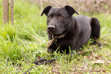 Fototapeta premium Black dog is walking in the forest
