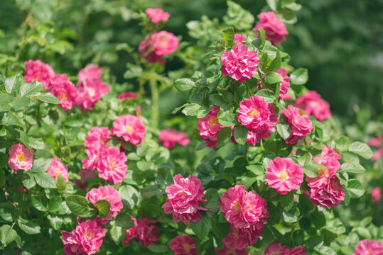Blooming pink rose bush in sunlight, selective focus