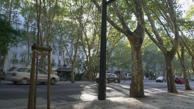 Tree Lined Boulevard on Avenida da Liberdade in Lisbon Portugal During Summer Shot with Cinema Camera