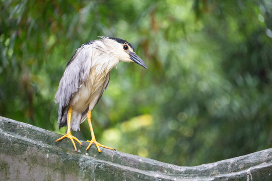 Black-crowned Night Heron against a green background