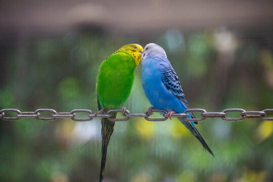 Two Budgerigars parakeet one blue and one green kissing eachother