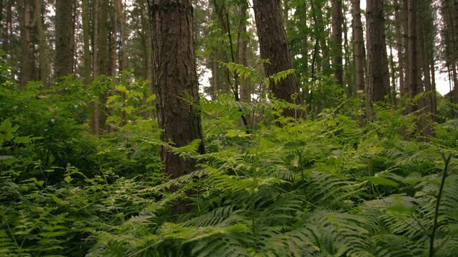 Pine trees with fern leaves with old tree trunk in forest