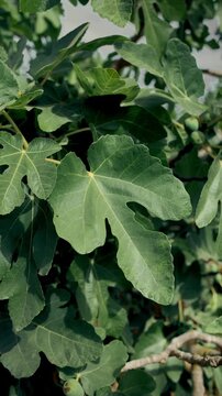 Lush green fig tree leaves and unripe fruit gently swaying in the summer breeze in a sunny garden, creating a natural background